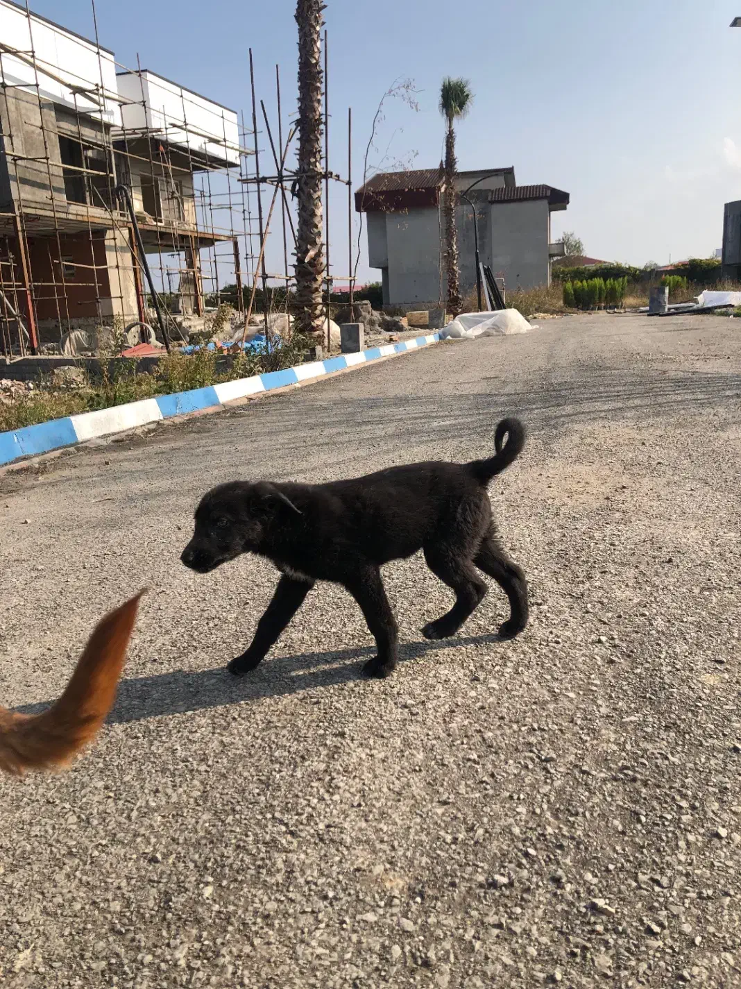 سگ قدرجونی تازه از اصفهان اوردم|سگ|نوشهر, |دیوار