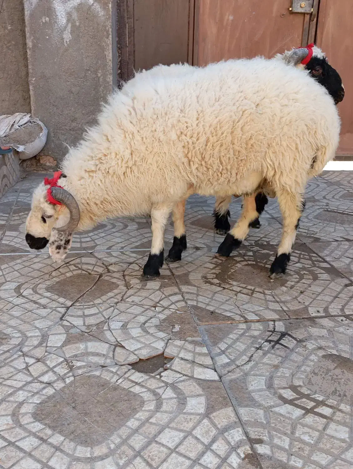 بره گوسفند وطنی چاق و چله|حیوانات مزرعه|زاهدان, |دیوار