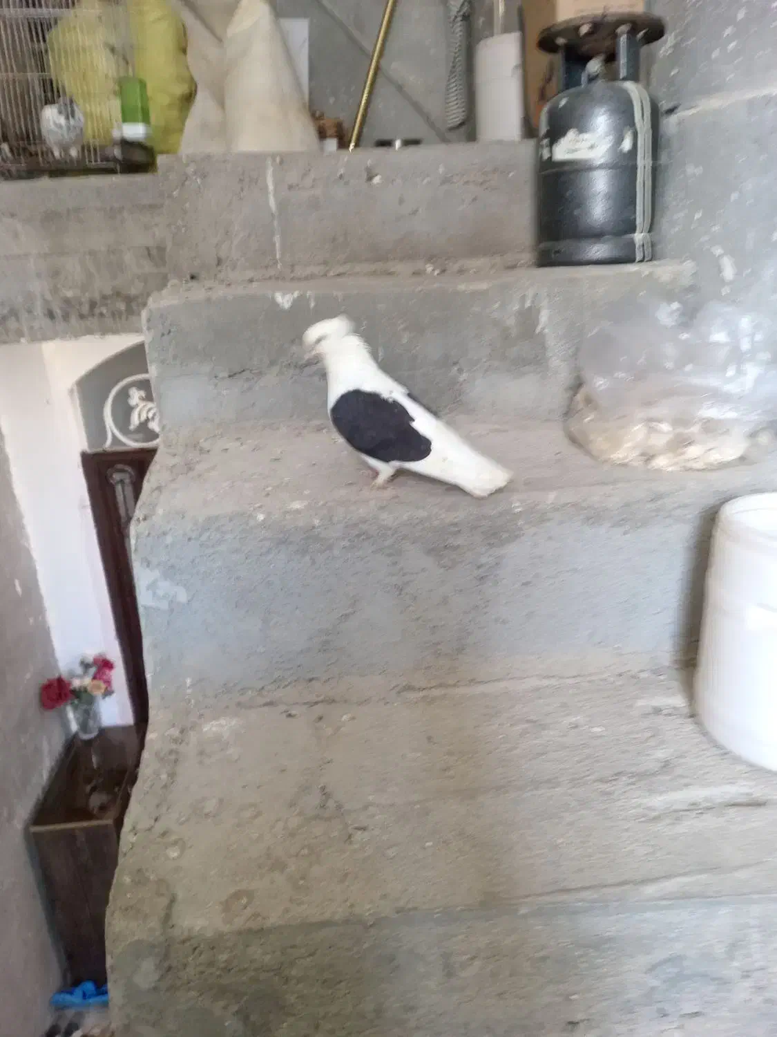 جم 23عدد کبوتر واسه فروش|پرنده|جم, |دیوار