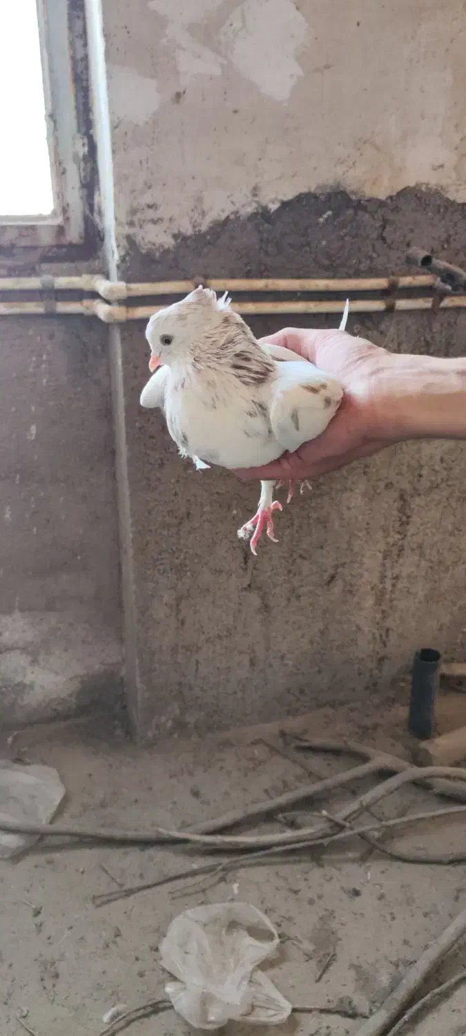 کبوتر کفتر|پرنده|قم, حاج زینل|دیوار