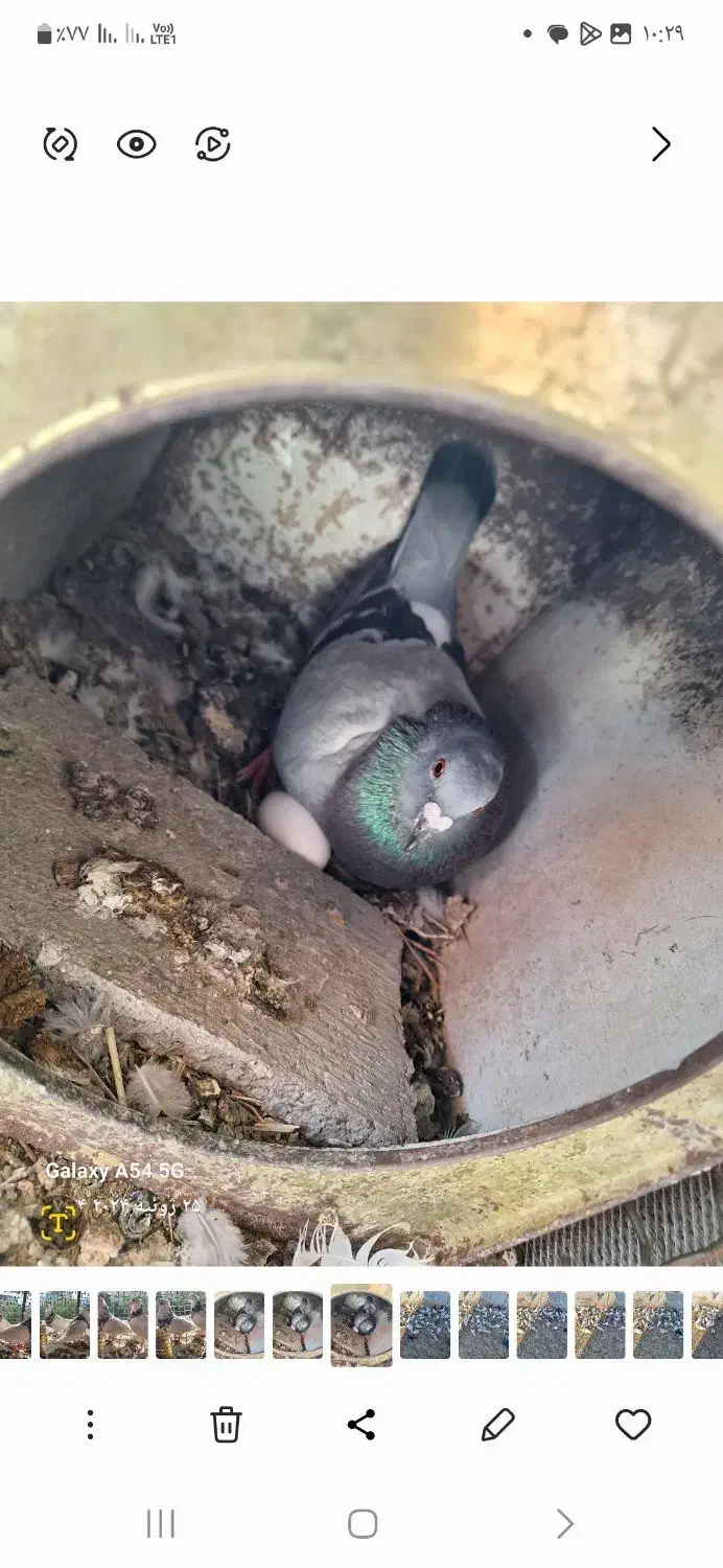 کبوتر پلاک اصل|پرنده|یاسوج, |دیوار