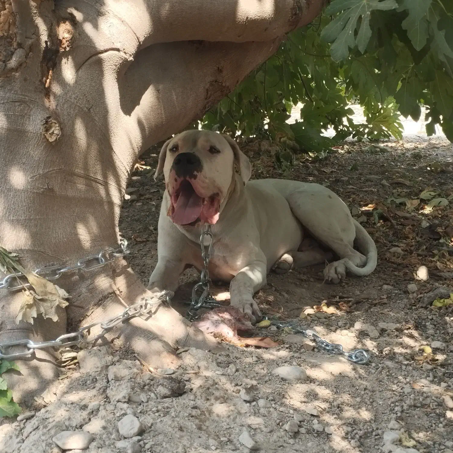 گم شده محدوده بخنگ.بهشت زهرا|سگ|کازرون, |دیوار