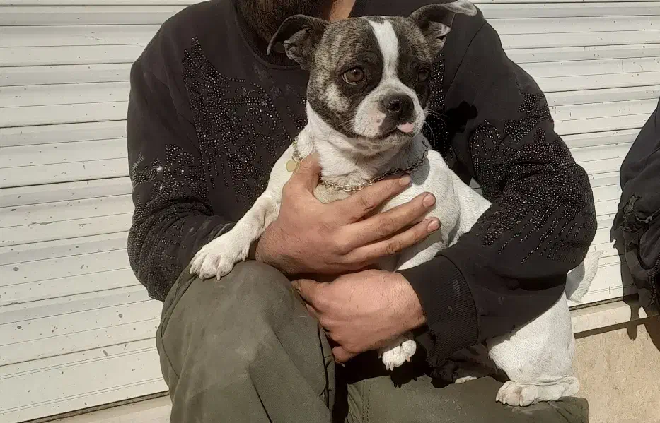 سگ گمشده|حیوانات|رباط‌کریم, رباط‌کریم|دیوار