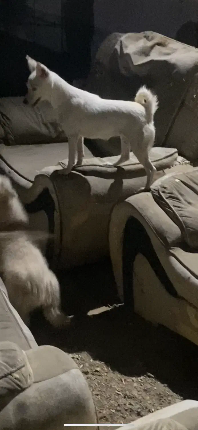 سگه گمشده|سگ|زاهدان, |دیوار