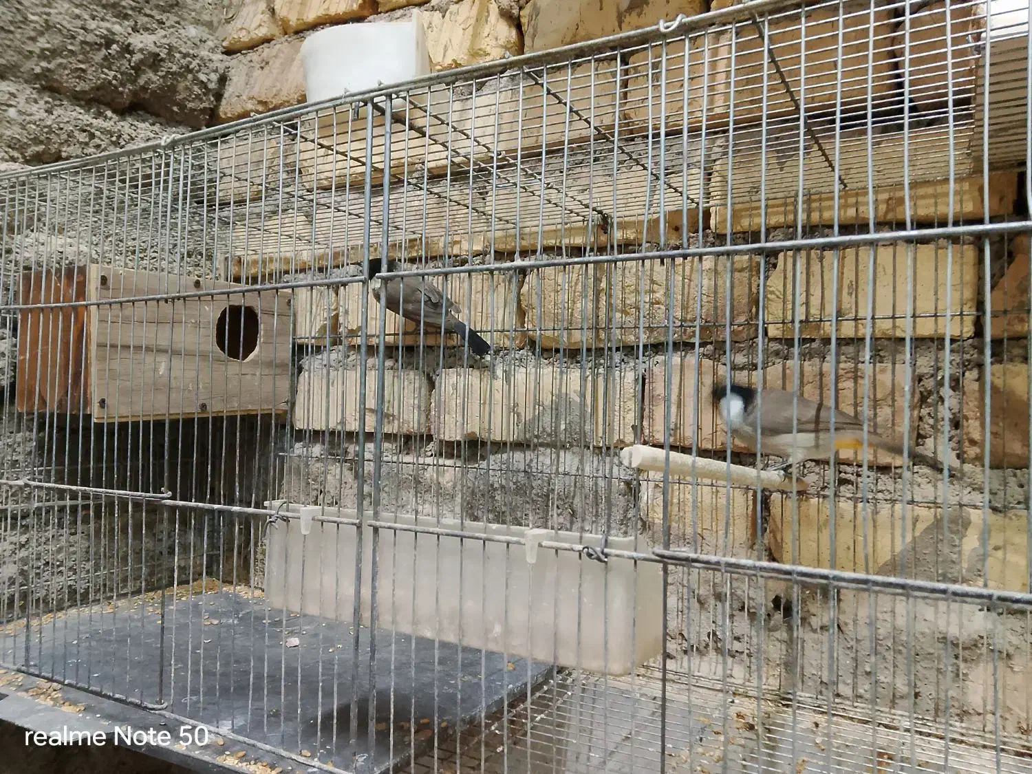 پرنده|پرنده|نطنز, |دیوار