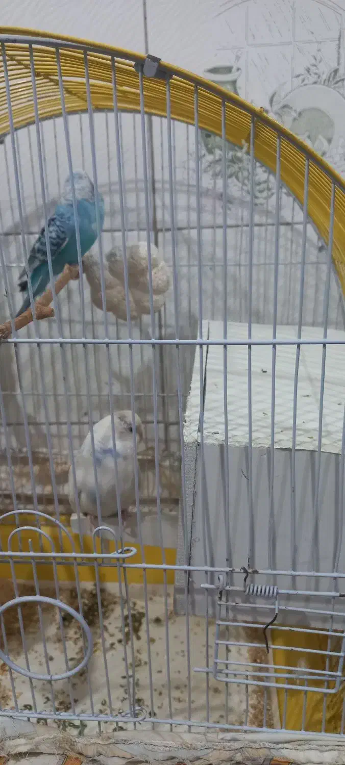 مرغ عشق|پرنده|تهران, آهنگ|دیوار