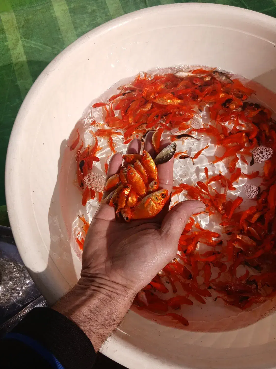 ماهی قرمز|ماهی|نیشابور, دارایی|دیوار