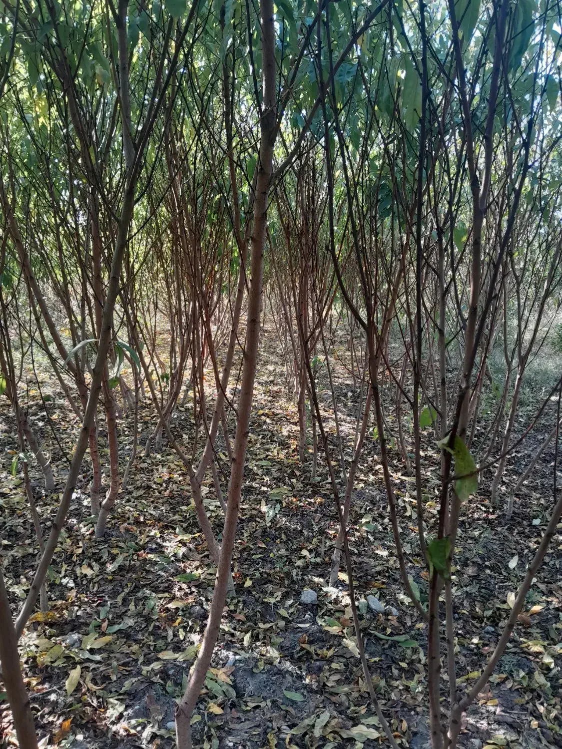 نهال هلو و شلیل|خدمات باغبانی و درختکاری|بندر گز, |دیوار