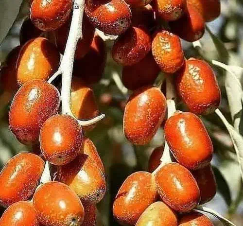 سنجد اعلا|خوردنی و آشامیدنی|سریش آباد, |دیوار