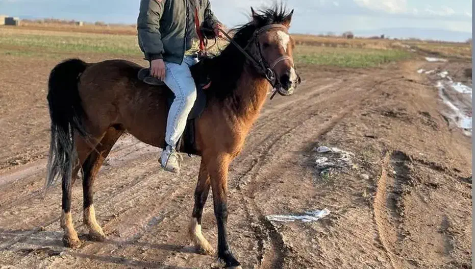 فروش اسب|اسب و تجهیزات اسب‌سواری|تاکستان, |دیوار