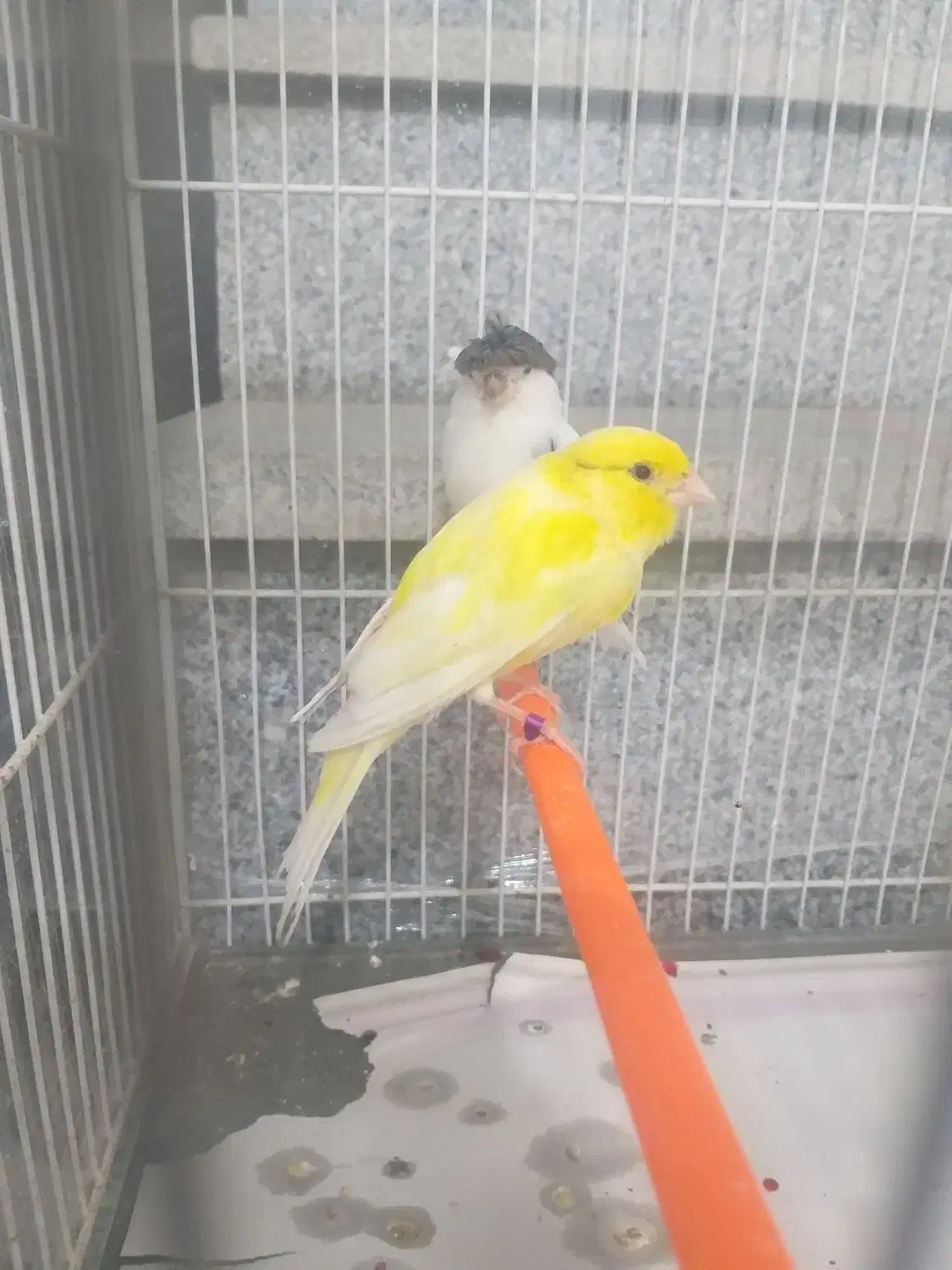 قناری|پرنده|مشهد, حضرت حجت|دیوار