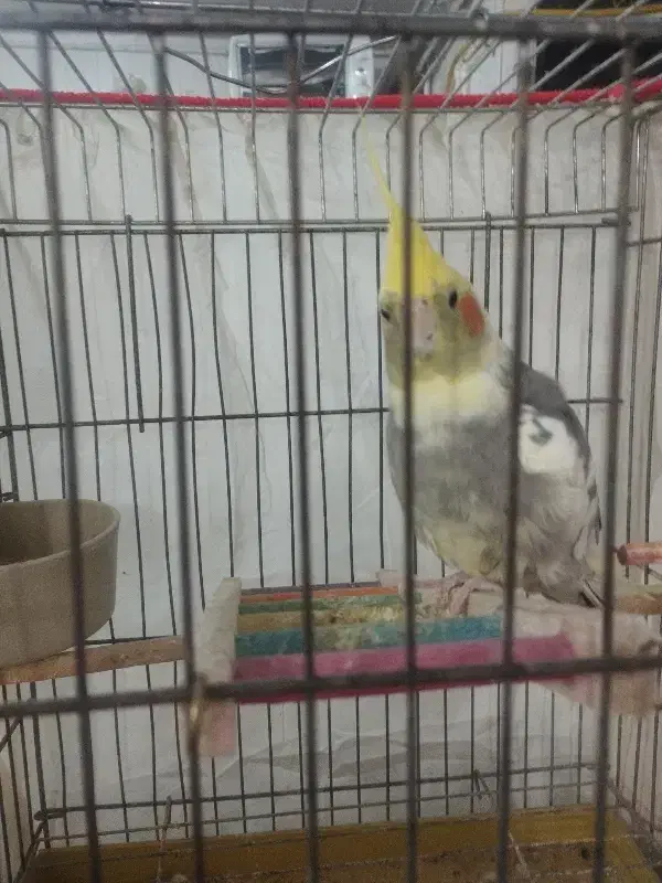 عروس هلندی|پرنده|کاشمر, |دیوار