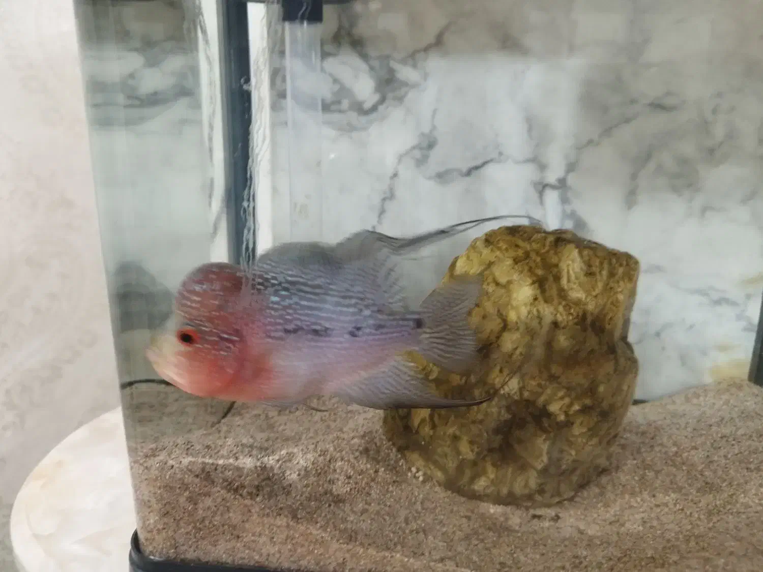 فلاور رد دراگون|ماهی|ری, دیلمان|دیوار