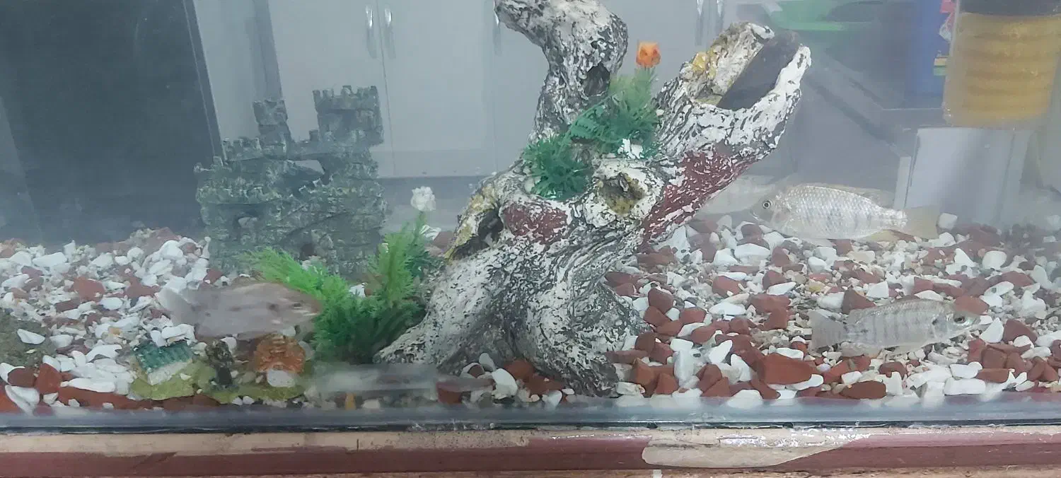 ماهی|ماهی|شوشتر, |دیوار