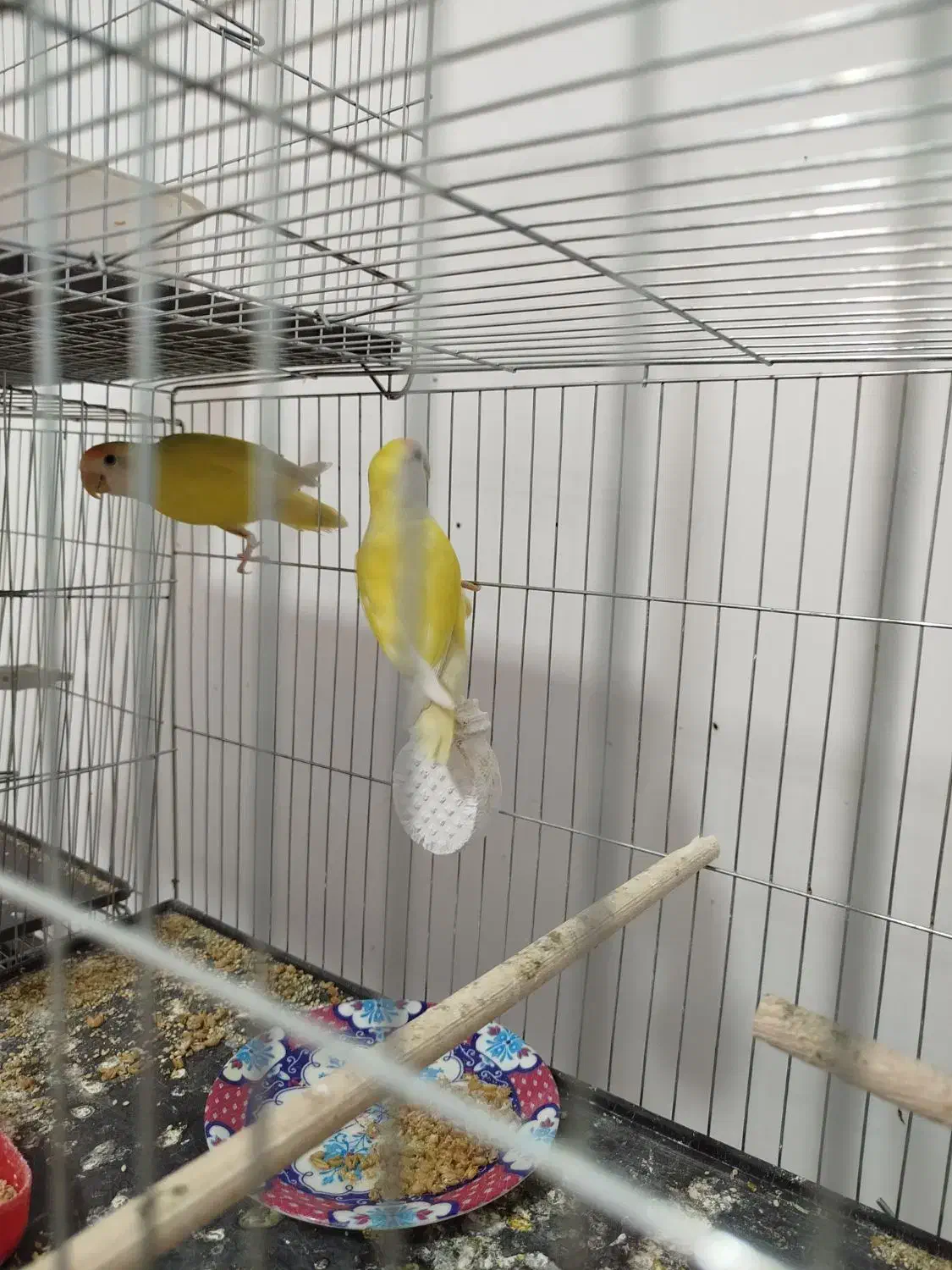 کوتوله مولد|پرنده|رفسنجان, |دیوار