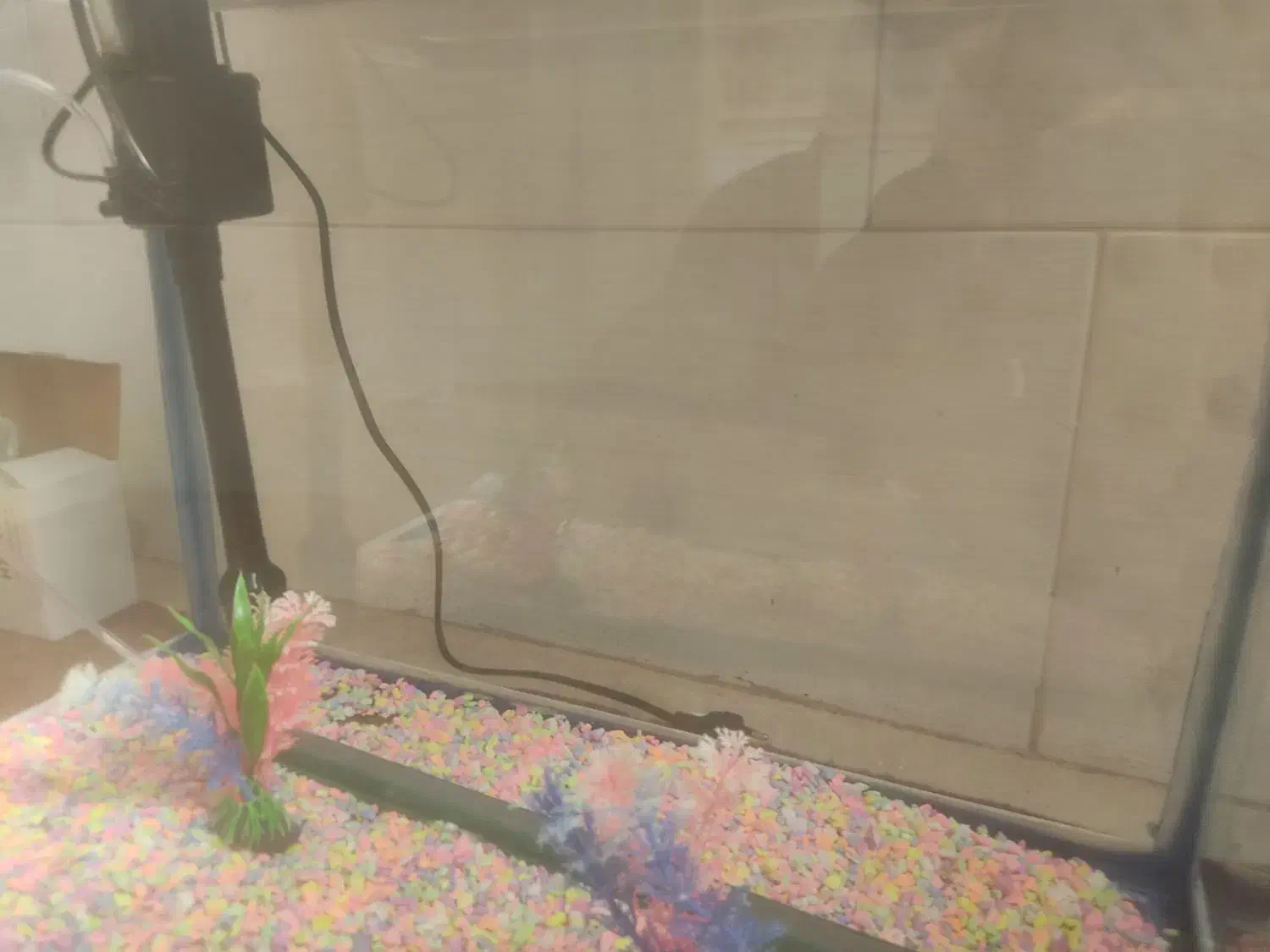 آکواریوم شیشه خم شرکتی در حد نو با تمام وسایل|ماهی|حمیدیا, |دیوار