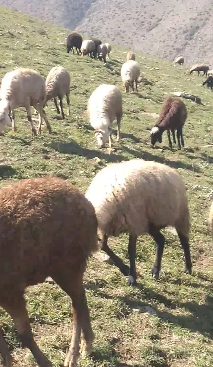 فروش فوری گوسفند|حیوانات مزرعه|چمستان, |دیوار