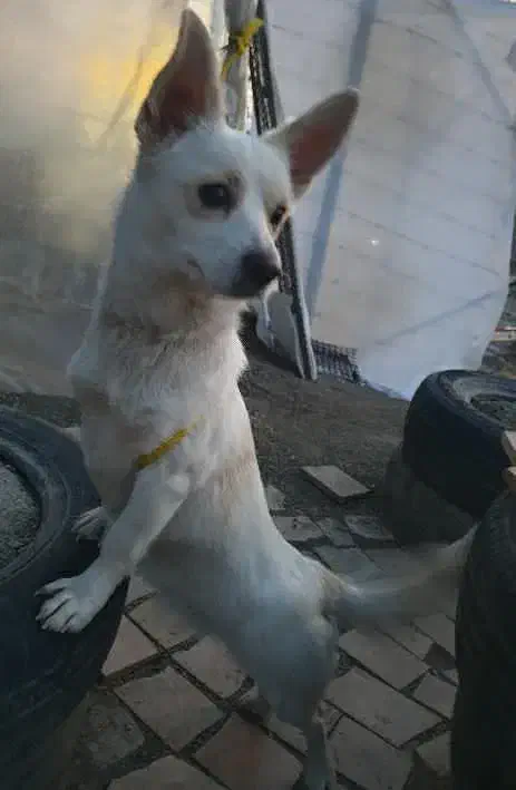 سگ نژاد اسپیتز ۲ ساله|سگ|سنندج, |دیوار