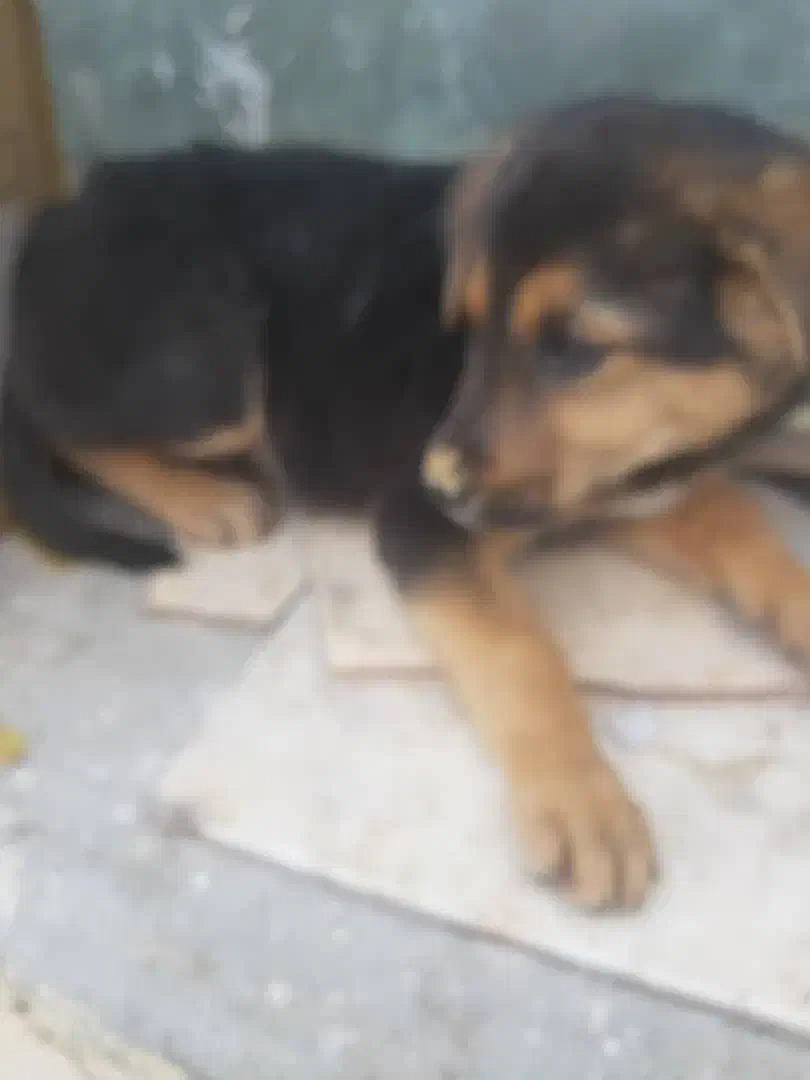 واگذاری سگ|سگ|یزد, |دیوار