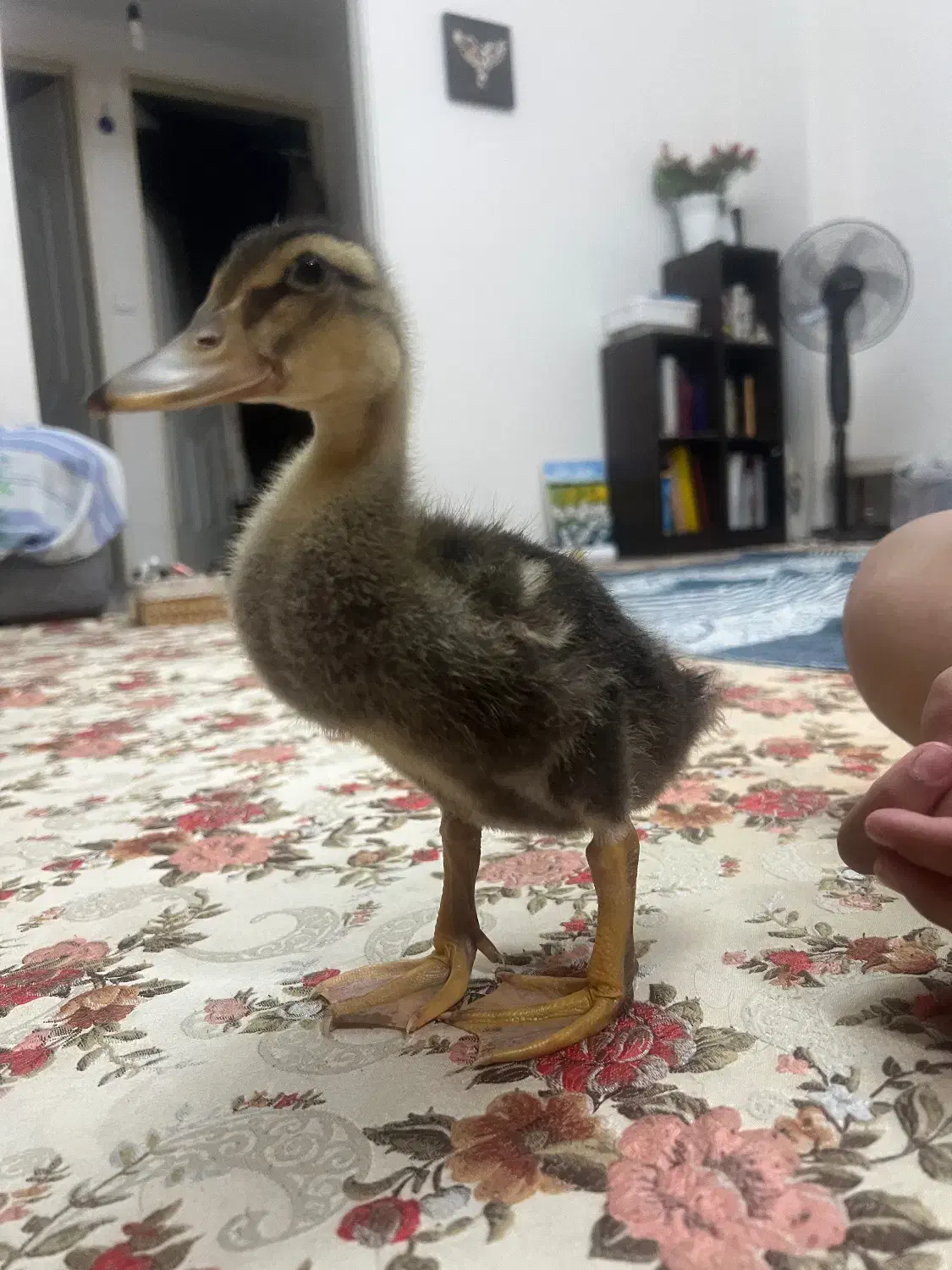 اردک|حیوانات مزرعه|تهران, شهران شمالی|دیوار