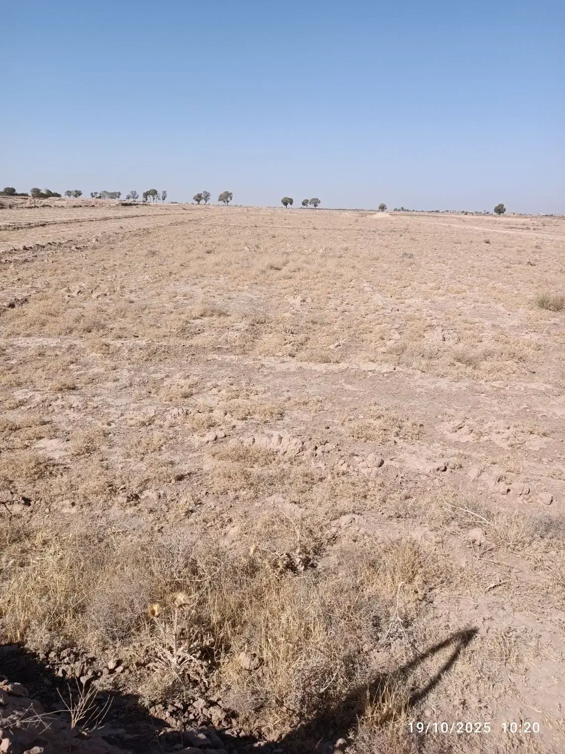 20000متر زمین کشاورزی|فروش زمین و ملک کلنگی|اسحاق آباد, |دیوار