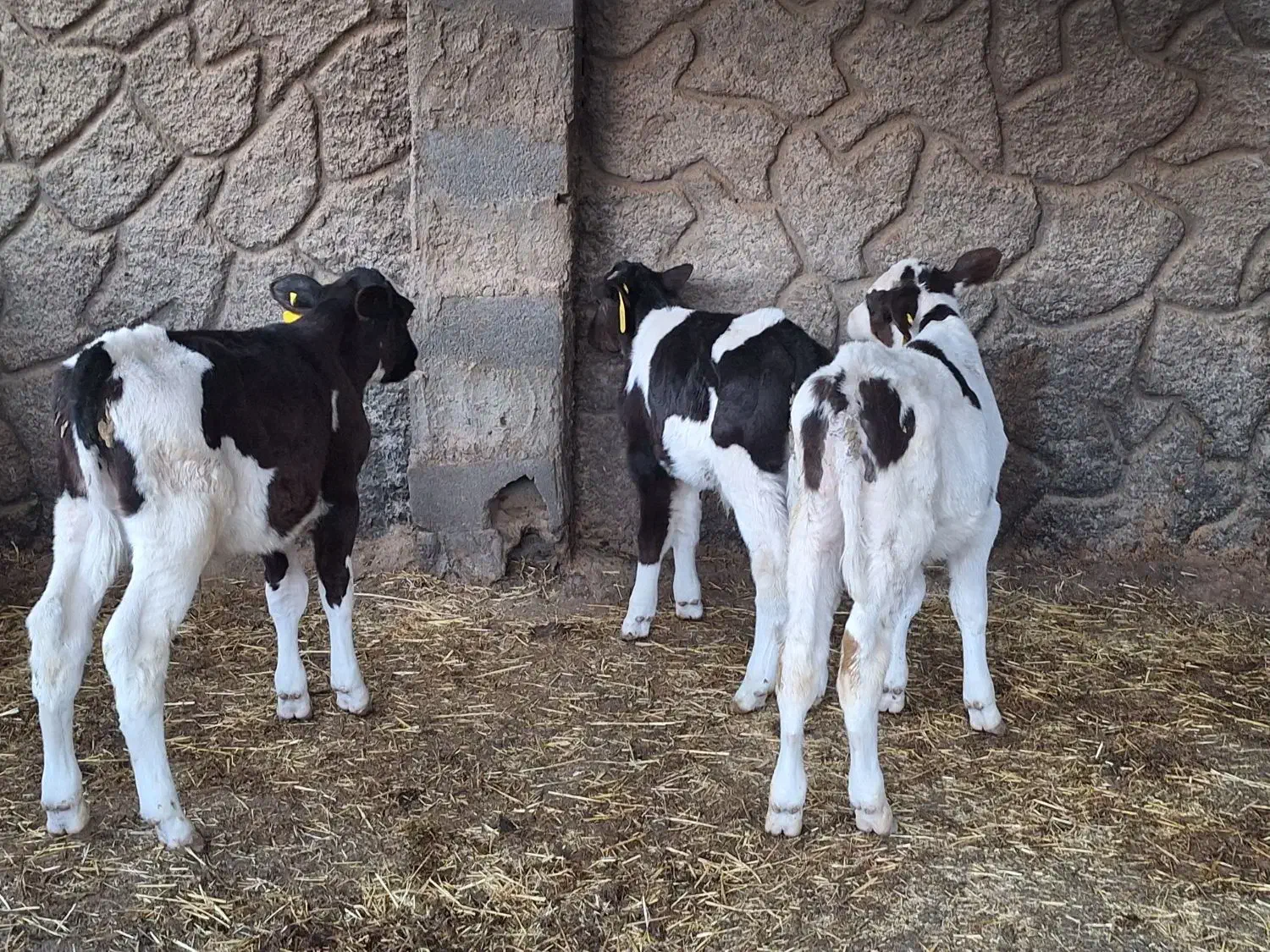 ۳ راس گوساله نر صنعتی ۵۰ روزه|حیوانات مزرعه|اصفهان, بهارستان|دیوار