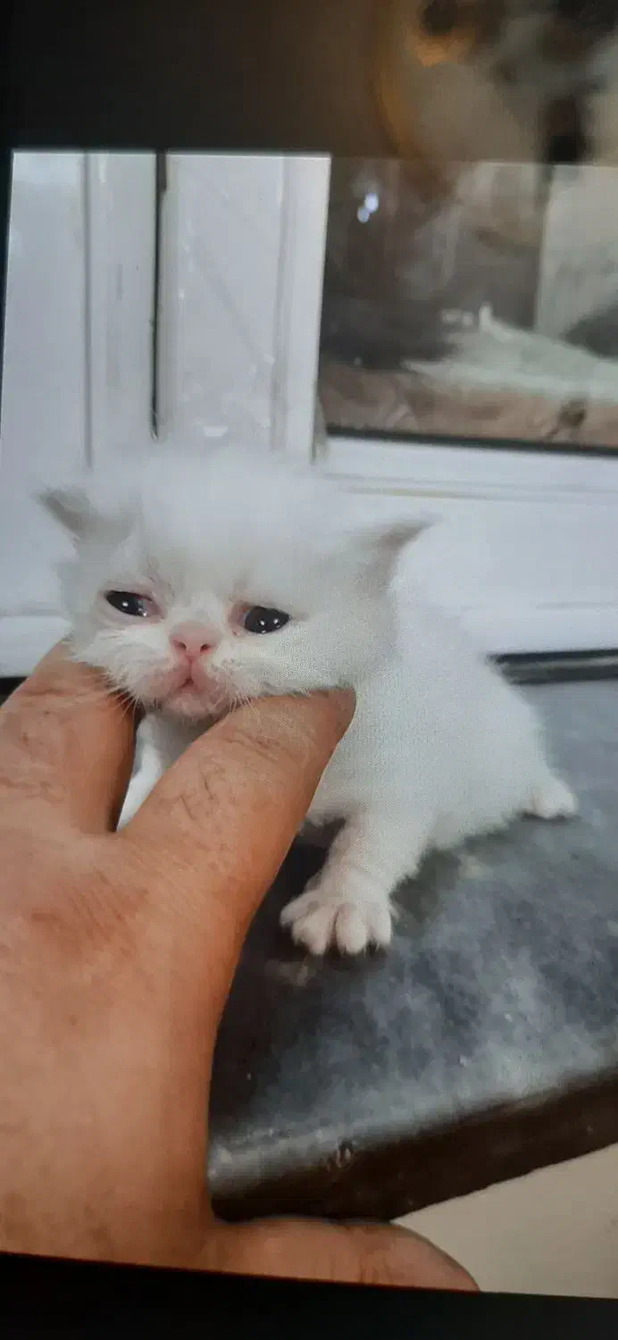 گربه پرشین|گربه|تبریز, |دیوار