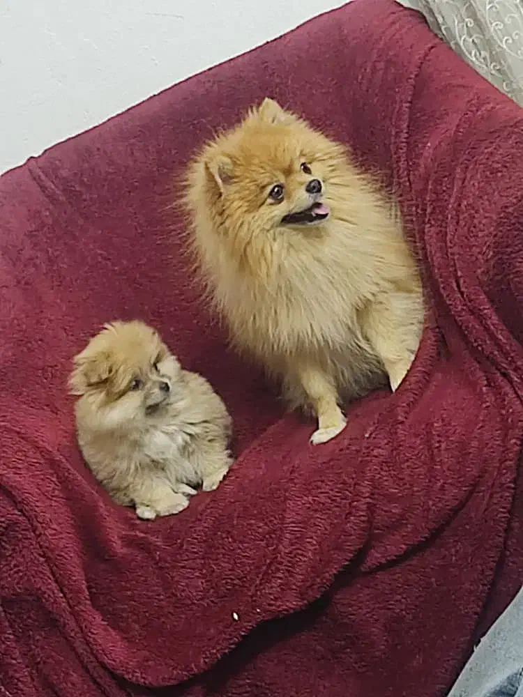 پامر|سگ|کرمان, |دیوار