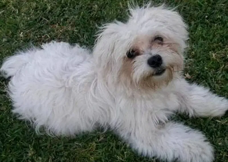 سگ گم شده مژگانی به یابنده8تومن|سگ|کرمان, |دیوار