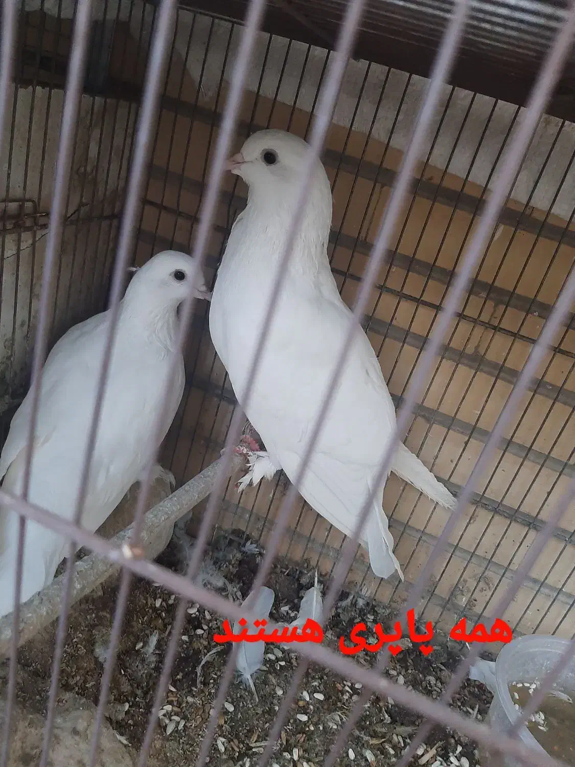 کبوتر پاپری|پرنده|اصفهان, جاوان|دیوار