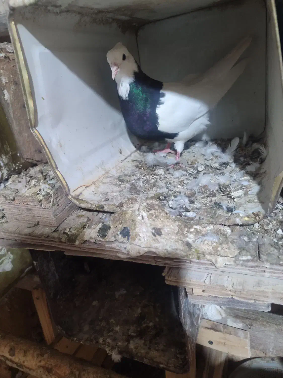 کبوتر طوقی و زاغ|پرنده|یاسوج, |دیوار