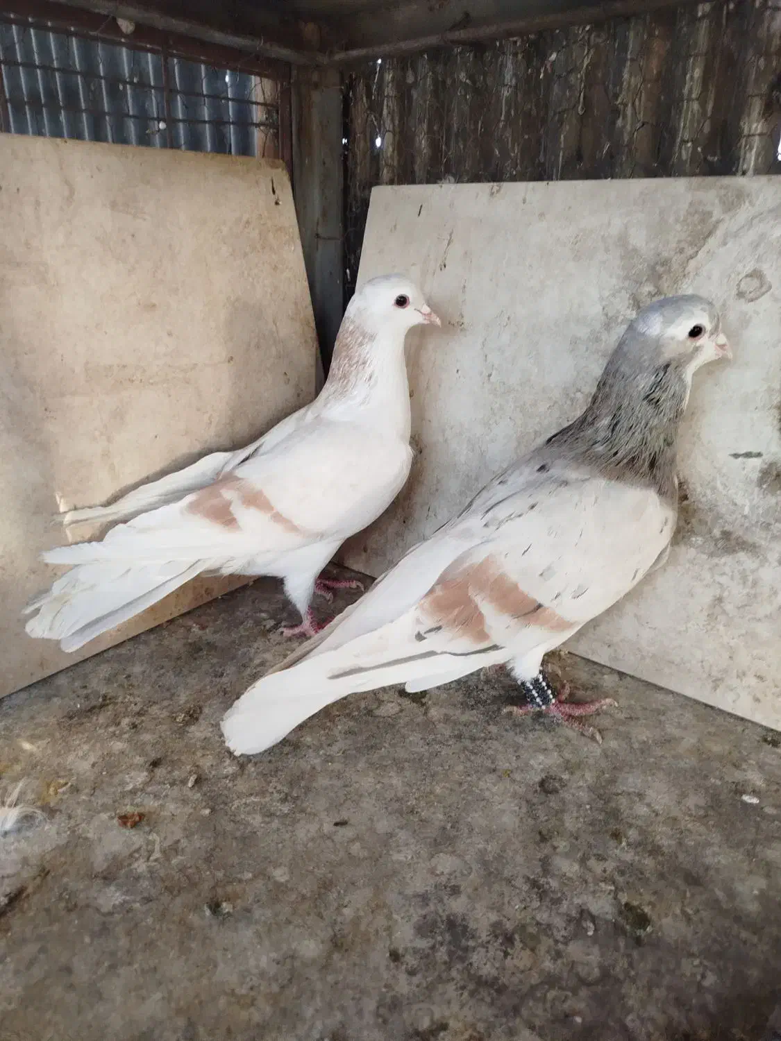 کبوتر کفتر رنگی دمسفید چادری هفترنگ طوقی|پرنده|چهاردانگه (تهران), |دیوار