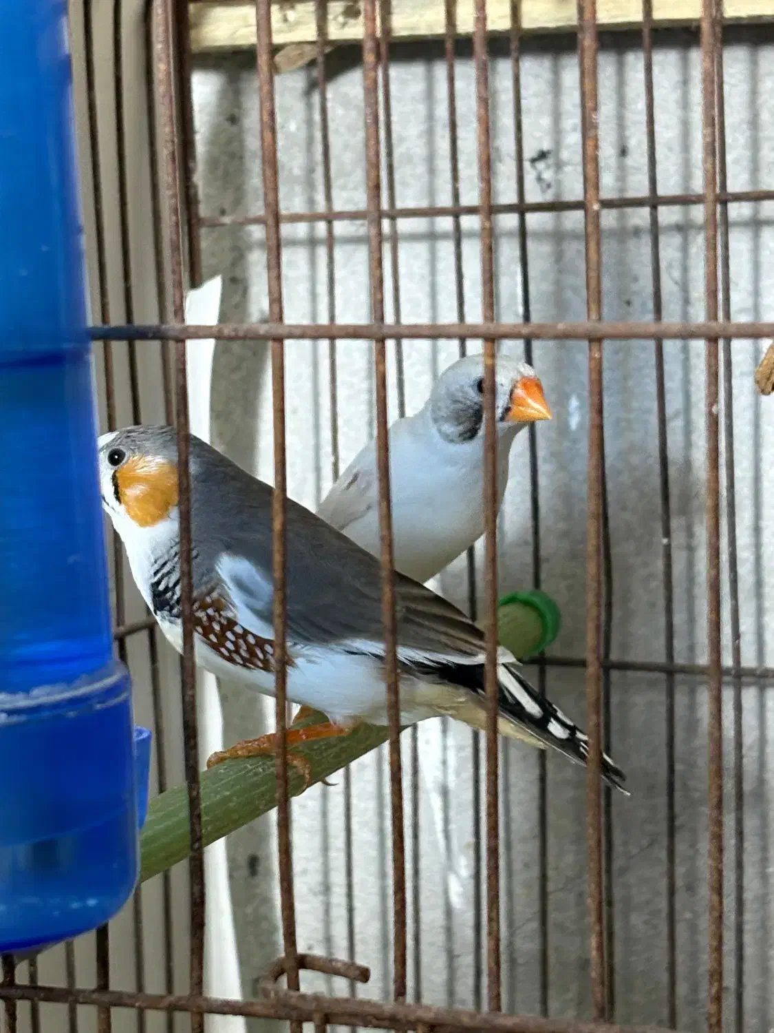 فنچ لپ|پرنده|رشت, بوسار|دیوار