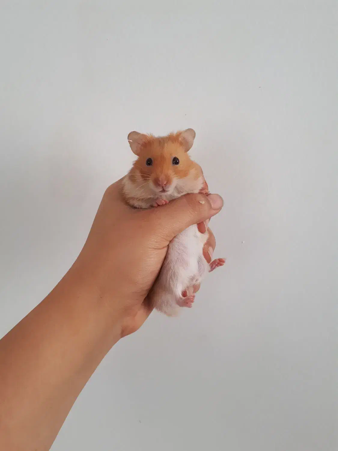 همستر نر و ماده|موش و خرگوش|محمدیه-قزوین, |دیوار