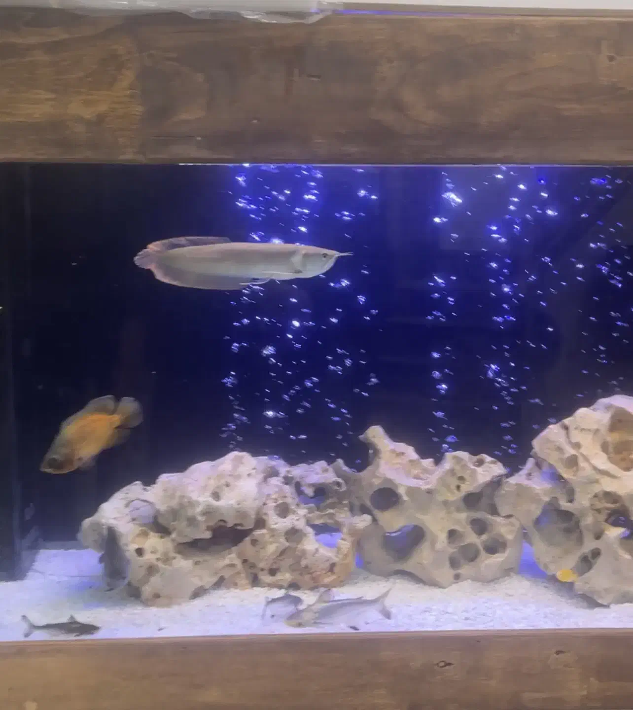 آکواریوم با ماهی|ماهی|پردیس, فاز ۸|دیوار