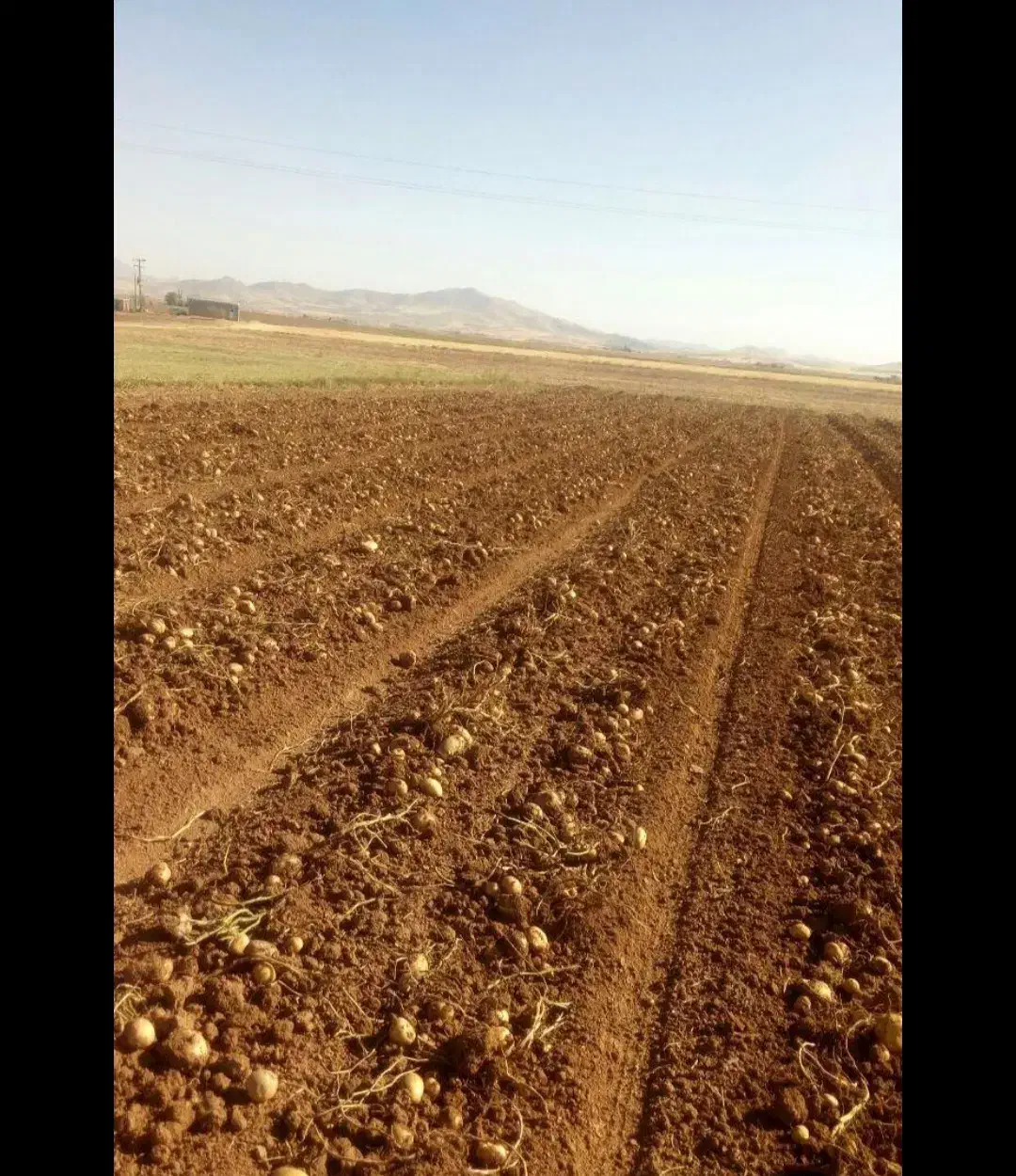 ۳۲ جریب زمین کشاورزی بارانی|فروش زمین و ملک کلنگی|کیار, |دیوار