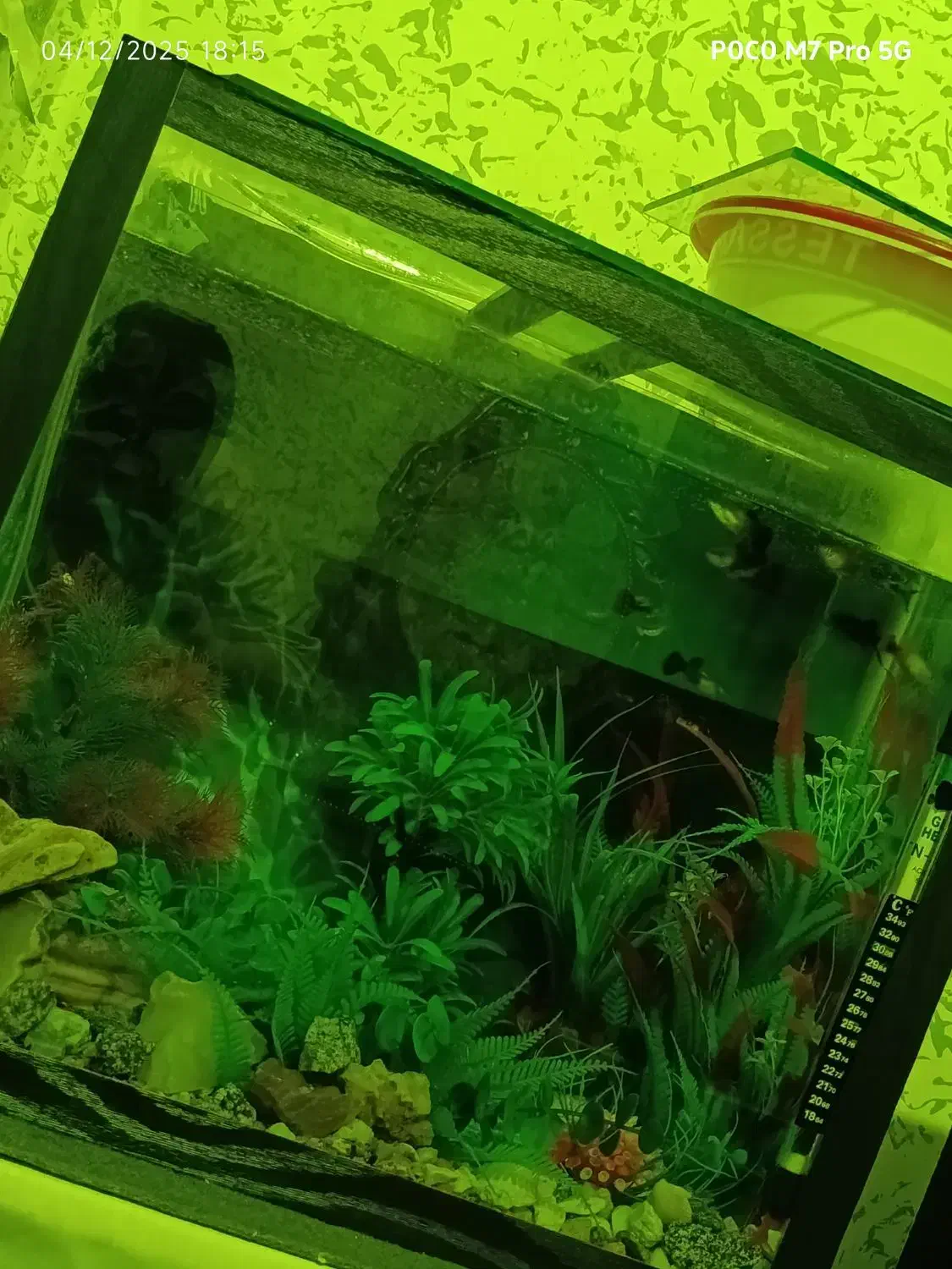 ماهی گوپی مولی پلاتین|ماهی|ارومیه, |دیوار