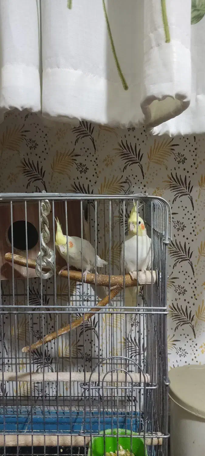 عروس|پرنده|قزوین, |دیوار