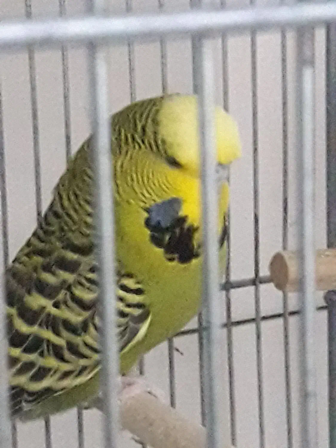 مرغ عشق انگلیسی|پرنده|دوگنبدان, |دیوار