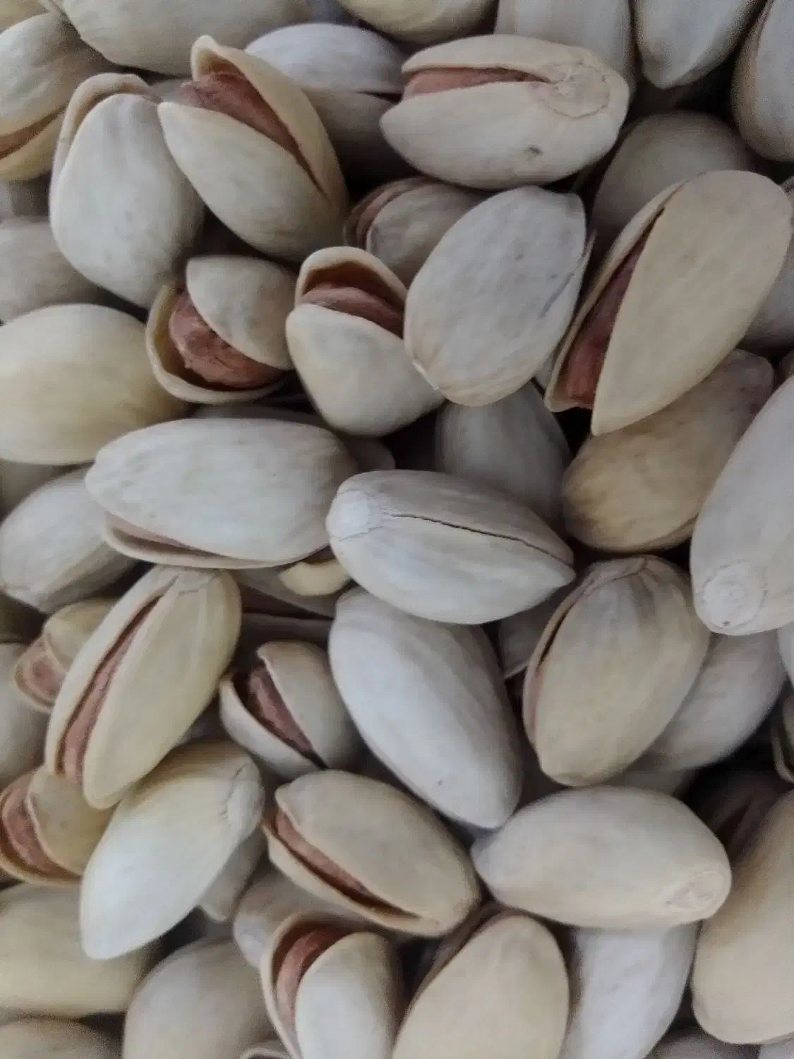 بادام+|خوردنی و آشامیدنی|قم, باسکول|دیوار