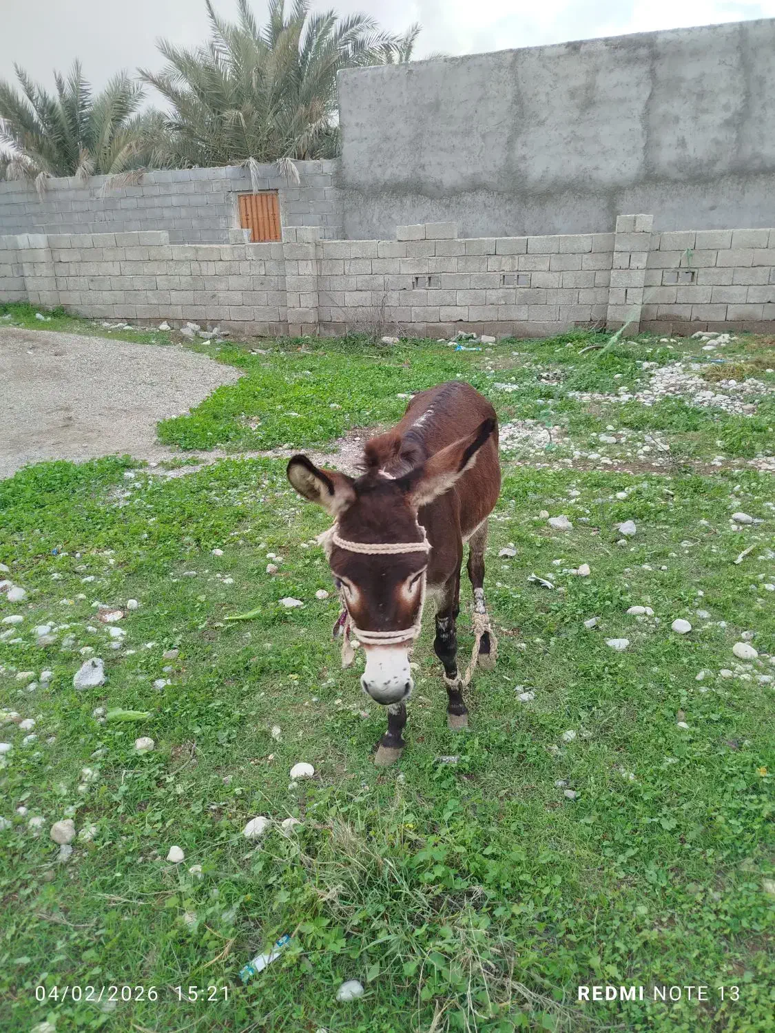 فروشی|حیوانات مزرعه|تخت, |دیوار