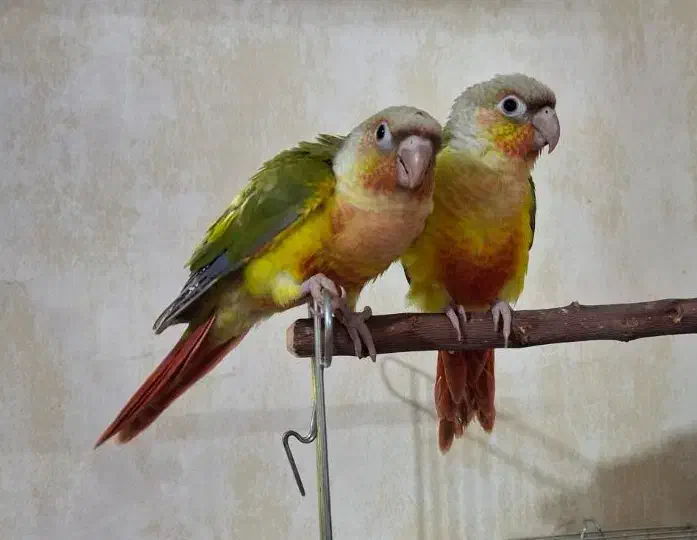 طوطی گرینچیک با قرمزی عالی|پرنده|مهریز, |دیوار