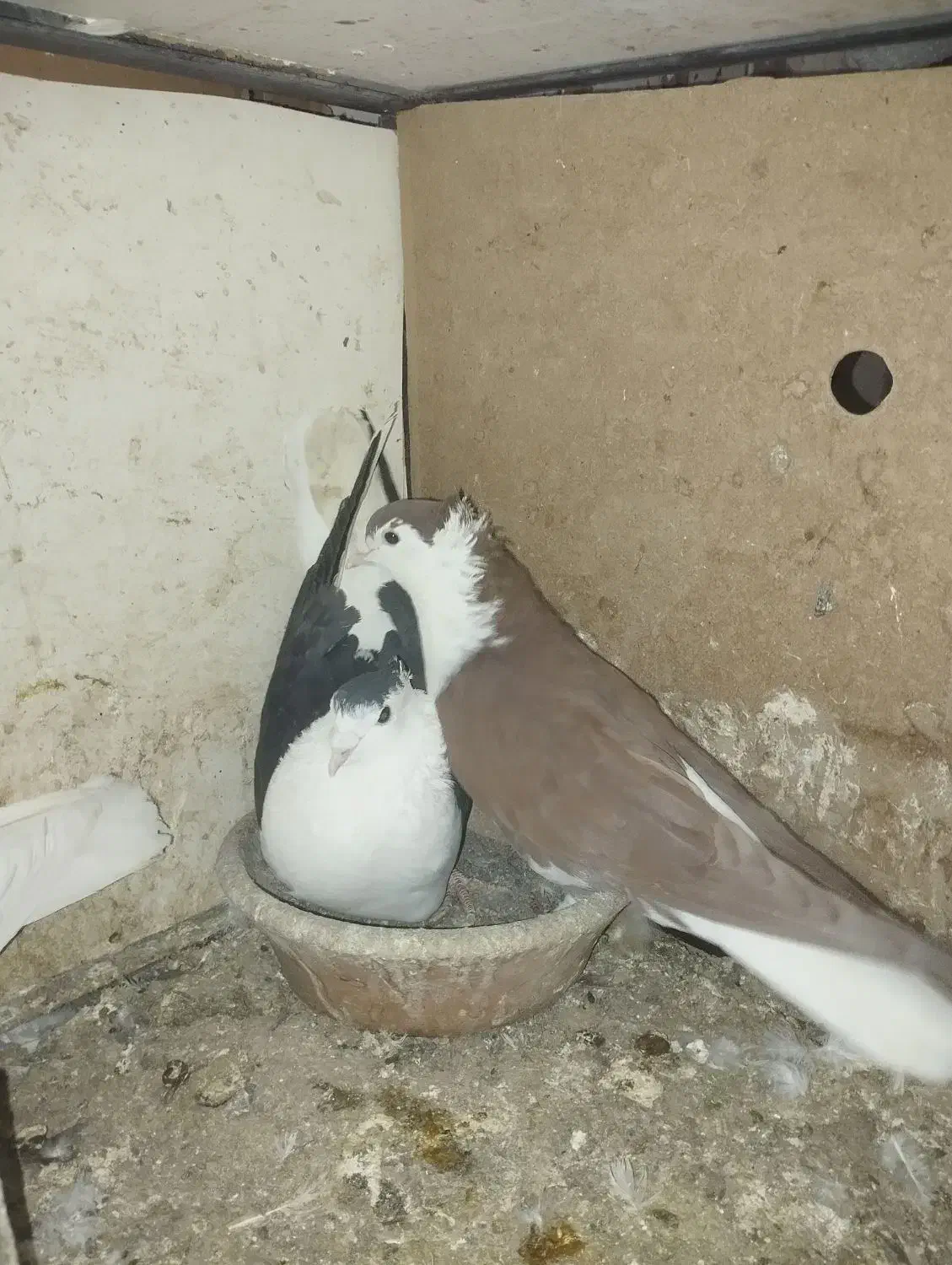 کفتر پلاس|پرنده|قم, سراجه (۱۵ خرداد)|دیوار