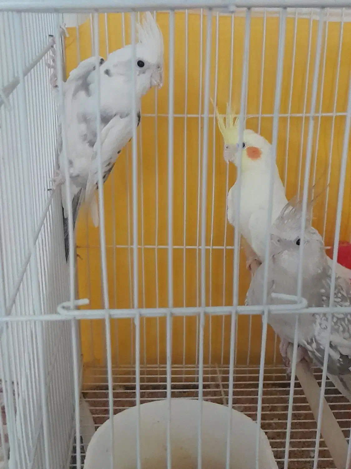 عروس فروش فوری|پرنده|مشهد, رضاییه|دیوار