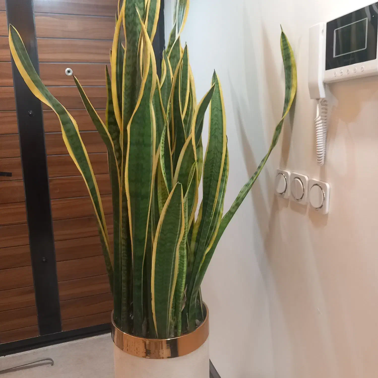 گل سانسوریاابلق|گل و گیاه طبیعی|تهران, خاوران|دیوار