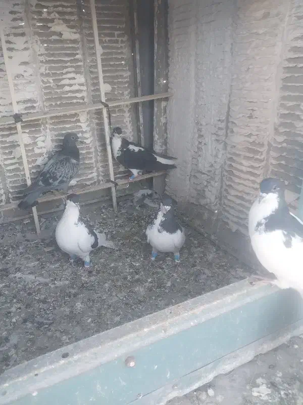 ۷ الی ۸تا رنگی غلط|پرنده|محمدیه-قزوین, |دیوار