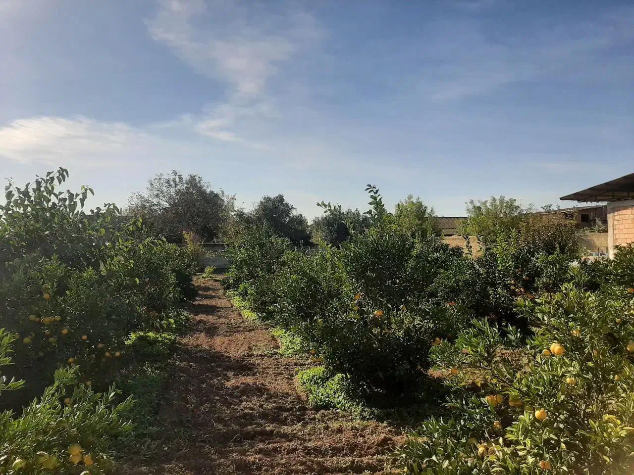 زمین ۱۰۰۰ متر مسکونی فوری|فروش زمین و ملک کلنگی|طبقده, |دیوار