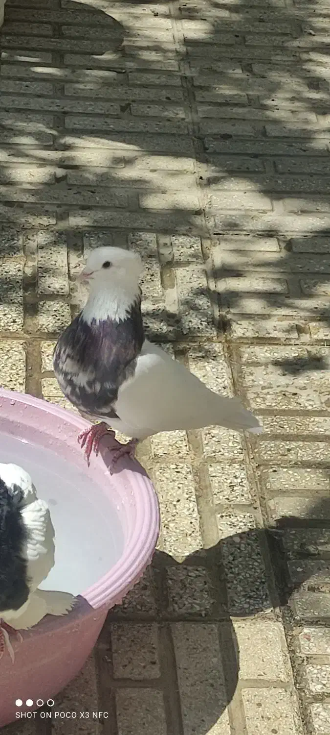 کبوتر طوقی|پرنده|ری, شهادت|دیوار