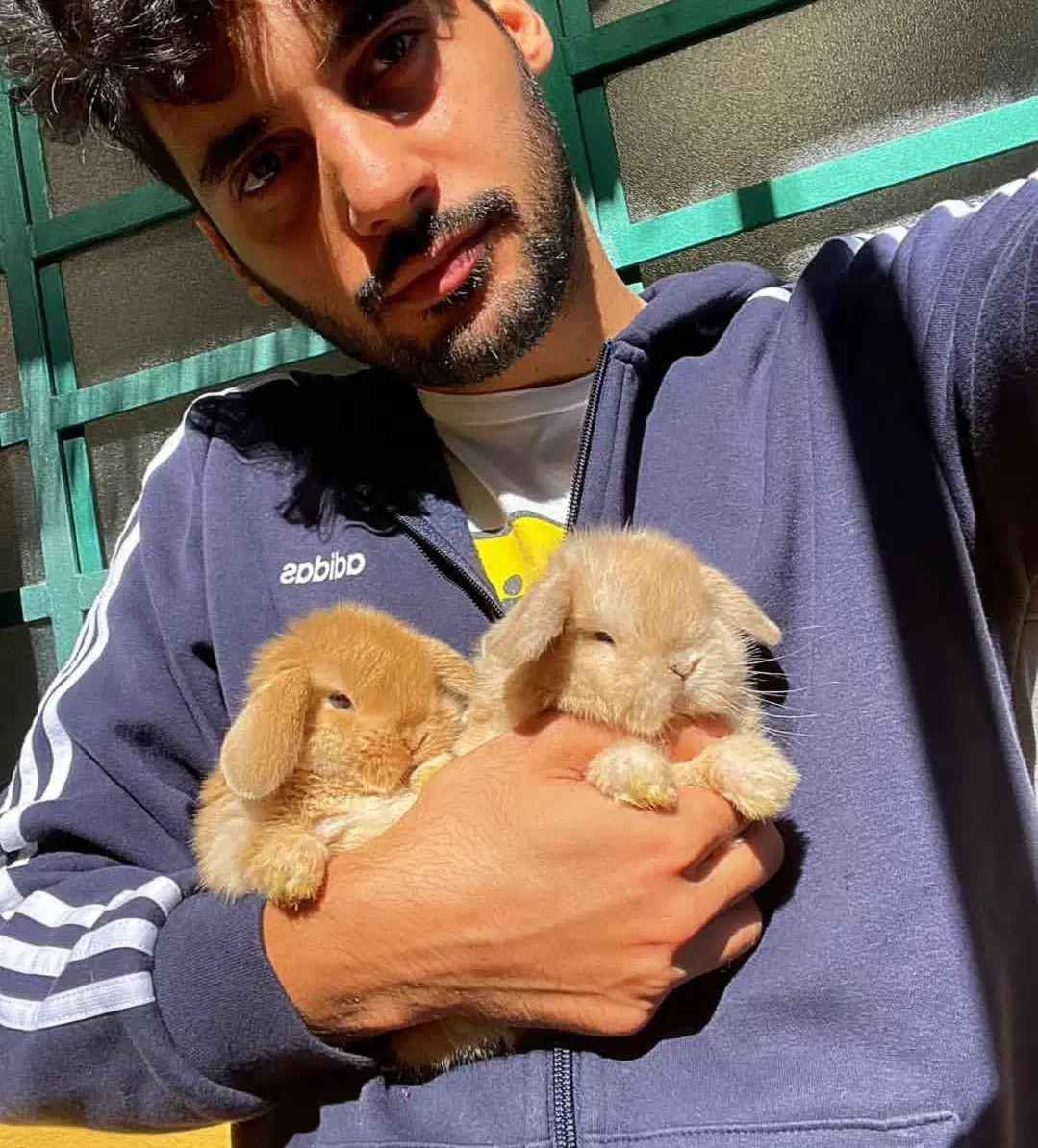 خرگوش لوپ مینی فرانسوی|موش و خرگوش|یزد, |دیوار