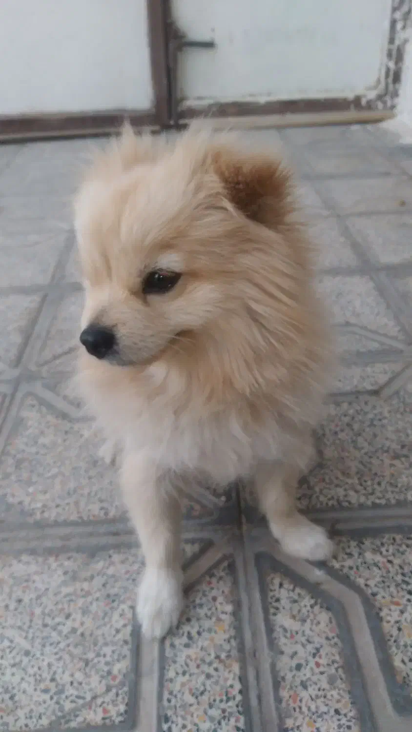 واگذاری دو عدد شبتزو (نه به رایگان)|سگ|کرمانشاه, |دیوار